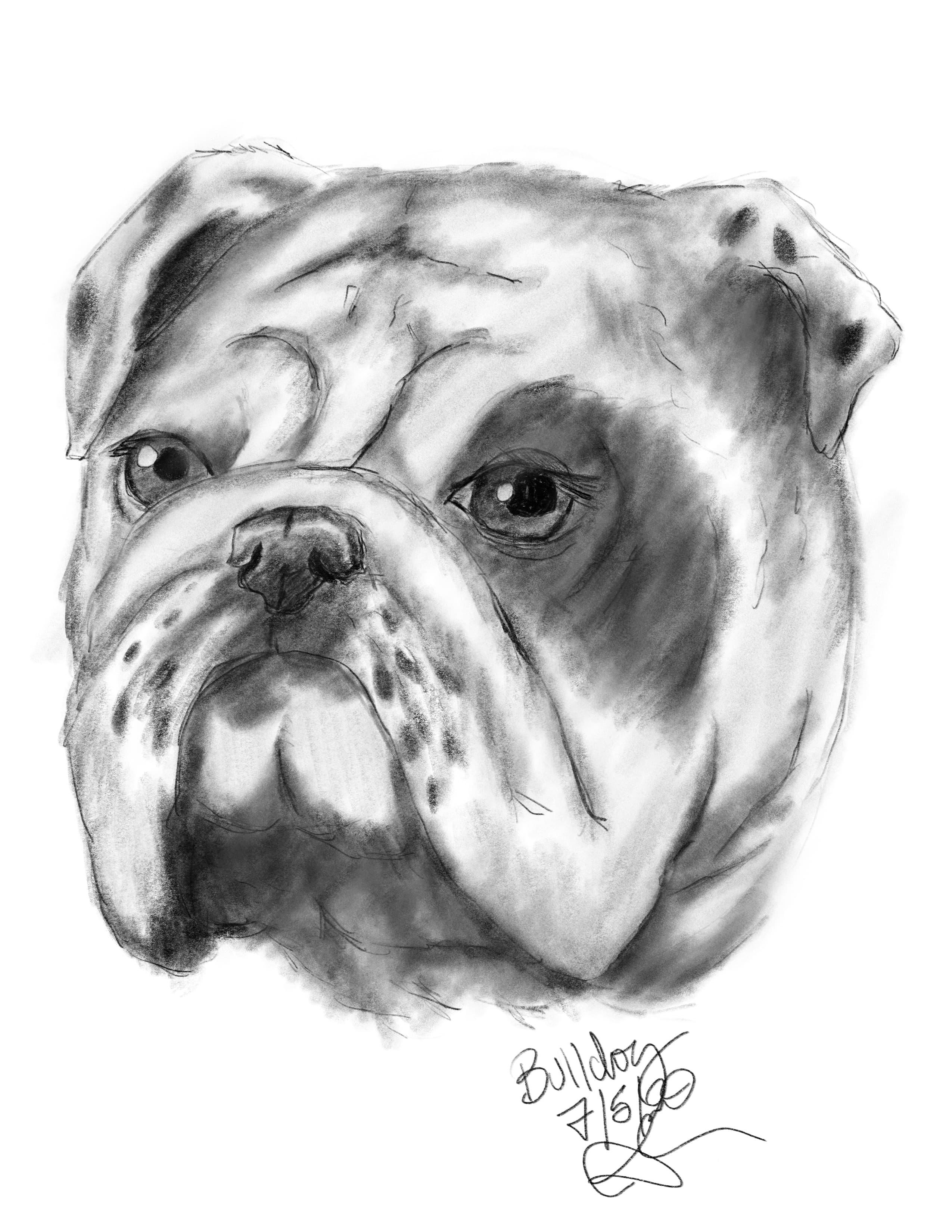 Bulldog