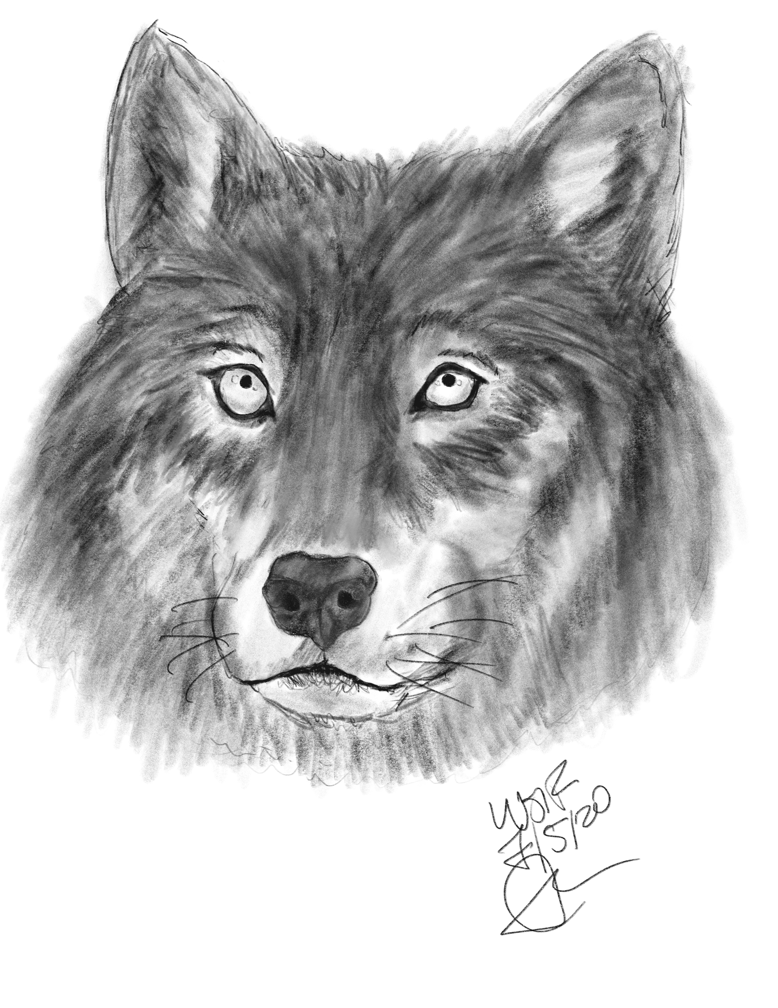 Wolf